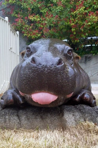 hippo_tongue.png