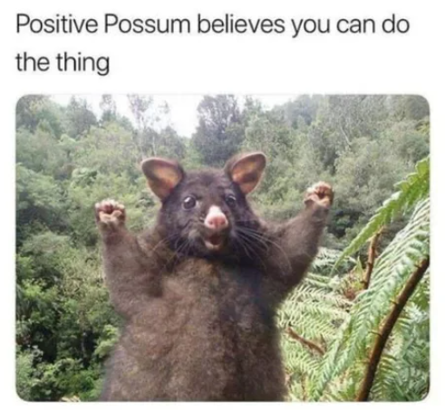 positive_possum.png
